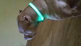 Glow LED Dog & Cat Flashing Light Up Collar | Nylon Collar Night Safety for Dogs and Cats | 8 Color S M L Size