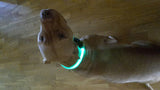 Glow LED Dog & Cat Flashing Light Up Collar | Nylon Collar Night Safety for Dogs and Cats | 8 Color S M L Size
