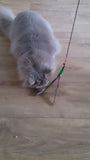 Pet Cat Toy | Bird Feather Teaser Wand Plastic Toy | Colorful Multi Products For Pet