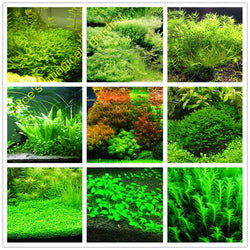 New Aquarium Grass Seeds (mix) | Water Aquatic Plant Seeds | Easy Plant Seeds For Decorate The Aquarium | 1000pcs