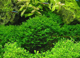 New Aquarium Grass Seeds (mix) | Water Aquatic Plant Seeds | Easy Plant Seeds For Decorate The Aquarium | 1000pcs