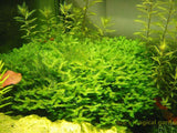 New Aquarium Grass Seeds (mix) | Water Aquatic Plant Seeds | Easy Plant Seeds For Decorate The Aquarium | 1000pcs