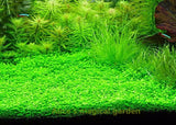 New Aquarium Grass Seeds (mix) | Water Aquatic Plant Seeds | Easy Plant Seeds For Decorate The Aquarium | 1000pcs