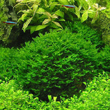 New Aquarium Grass Seeds (mix) | Water Aquatic Plant Seeds | Easy Plant Seeds For Decorate The Aquarium | 1000pcs