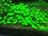 New Aquarium Grass Seeds (mix) | Water Aquatic Plant Seeds | Easy Plant Seeds For Decorate The Aquarium | 1000pcs