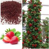 Red Climbing Strawberry Seeds | Garden Fruit Plant | Sweet And Delicious Outdoor Plant  100pcs