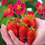 Red Climbing Strawberry Seeds | Garden Fruit Plant | Sweet And Delicious Outdoor Plant  100pcs