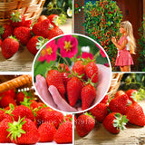 Red Climbing Strawberry Seeds | Garden Fruit Plant | Sweet And Delicious Outdoor Plant  100pcs