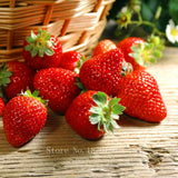 Red Climbing Strawberry Seeds | Garden Fruit Plant | Sweet And Delicious Outdoor Plant  100pcs