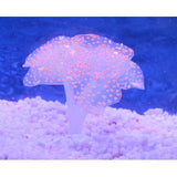 Sucker Coral  Fish Aquarium | Artificial Coral Silicone Plant With Sucker Ornament | Fish Aquarium Water Tank  Landscape Decor | Aquarium Accessories