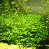 New Aquarium Grass Seeds (mix) | Water Aquatic Plant Seeds | Easy Plant Seeds For Decorate The Aquarium | 1000pcs