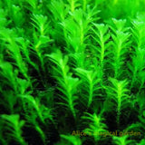 New Aquarium Grass Seeds (mix) | Water Aquatic Plant Seeds | Easy Plant Seeds For Decorate The Aquarium | 1000pcs