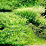 New Aquarium Grass Seeds (mix) | Water Aquatic Plant Seeds | Easy Plant Seeds For Decorate The Aquarium | 1000pcs