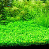 New Aquarium Grass Seeds (mix) | Water Aquatic Plant Seeds | Easy Plant Seeds For Decorate The Aquarium | 1000pcs