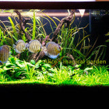 New Aquarium Grass Seeds (mix) | Water Aquatic Plant Seeds | Easy Plant Seeds For Decorate The Aquarium | 1000pcs