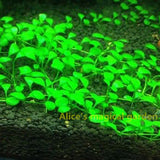 New Aquarium Grass Seeds (mix) | Water Aquatic Plant Seeds | Easy Plant Seeds For Decorate The Aquarium | 1000pcs