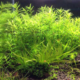 New Aquarium Grass Seeds (mix) | Water Aquatic Plant Seeds | Easy Plant Seeds For Decorate The Aquarium | 1000pcs