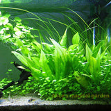 New Aquarium Grass Seeds (mix) | Water Aquatic Plant Seeds | Easy Plant Seeds For Decorate The Aquarium | 1000pcs