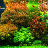 New Aquarium Grass Seeds (mix) | Water Aquatic Plant Seeds | Easy Plant Seeds For Decorate The Aquarium | 1000pcs