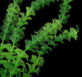 Underwater Artificial Plant Grass For Fish Aquarium | Fish Tank Landscape Decor |  30cm