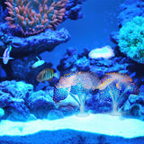 Sucker Coral  Fish Aquarium | Artificial Coral Silicone Plant With Sucker Ornament | Fish Aquarium Water Tank  Landscape Decor | Aquarium Accessories