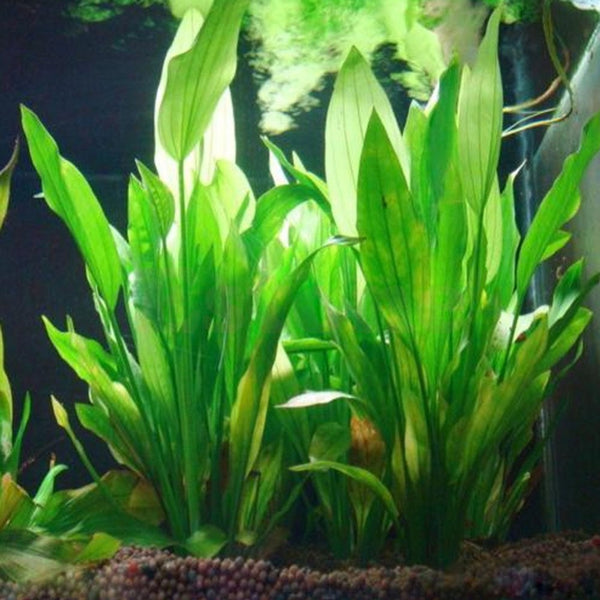 Plastic Water Plant  Green Grass 14cm Height for Fish Aquarium